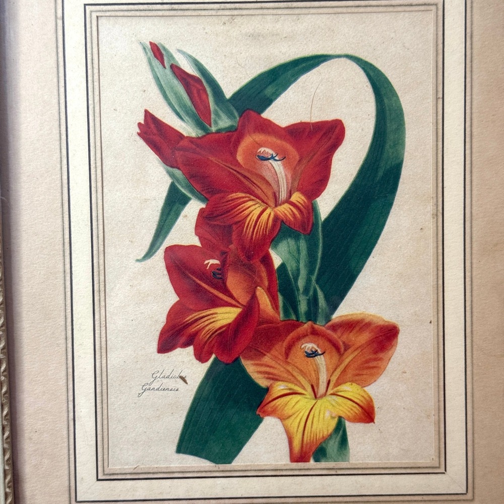 Vintage Gladiolus Gandavensis Botanical Print Framed Floral Lithograph Wall Art - Picture 3 of 6